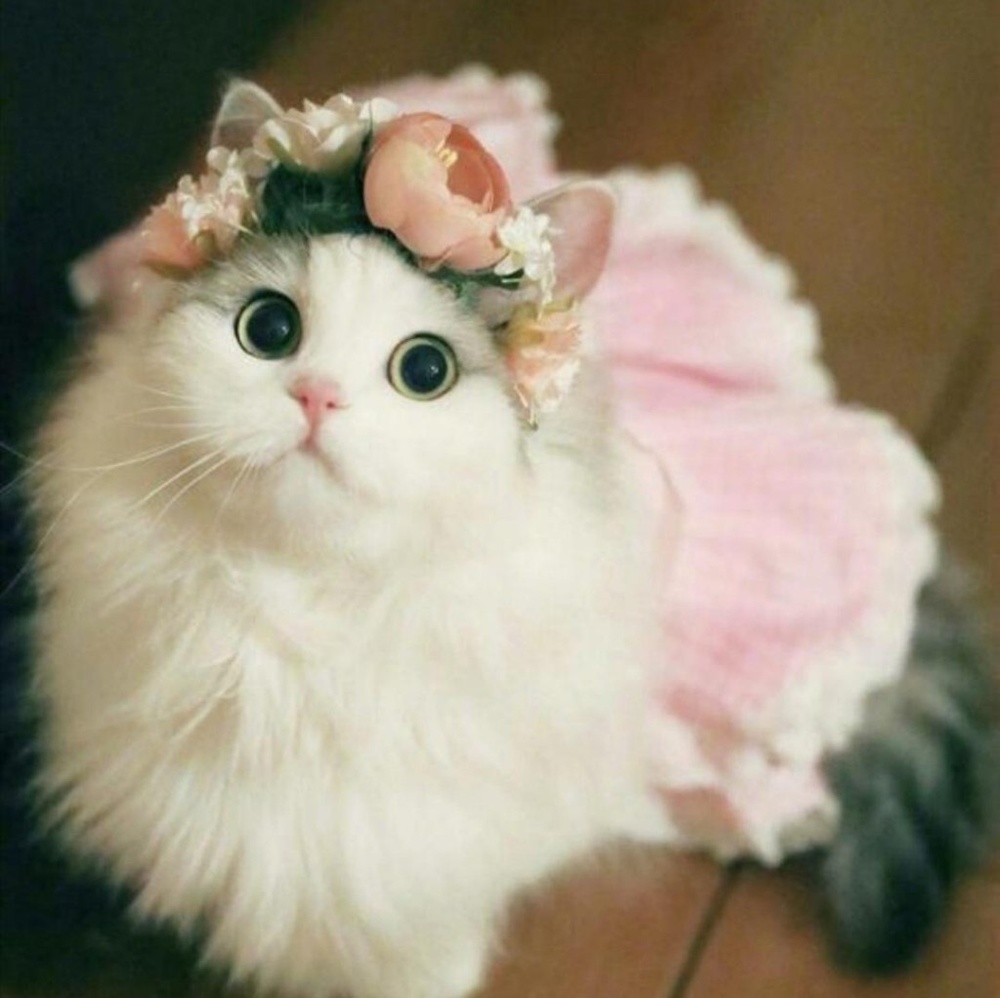 Meet your Posher, Savannah